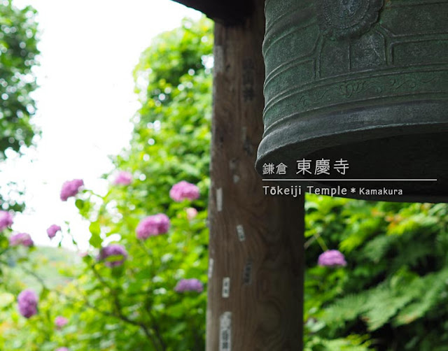 鎌倉 東慶寺のあじさい