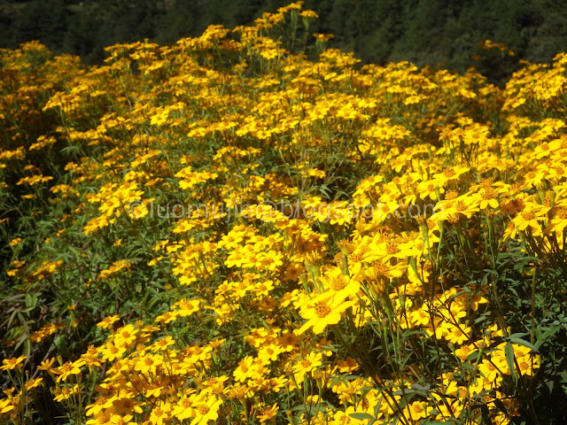 Wuling Farm maple autumn foliage