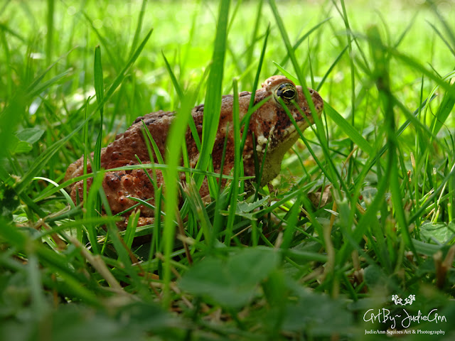 Toad In Grass Photo