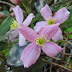 Clematis Blooming One Month Early