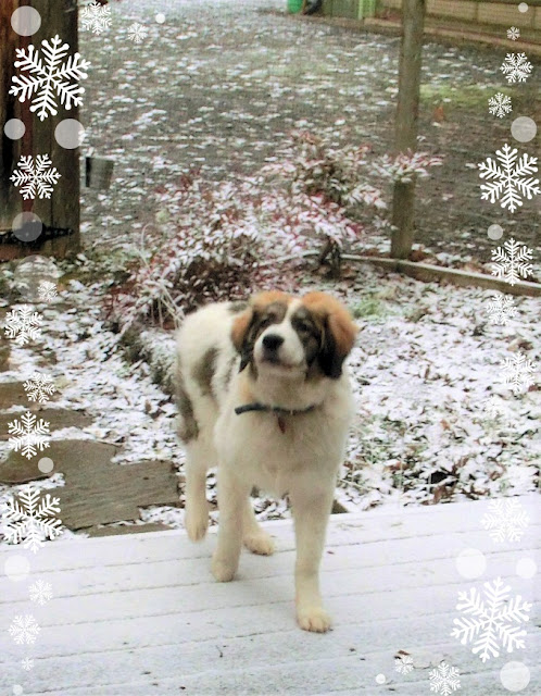 エリと雪