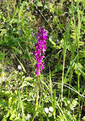 Orquídea