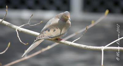 mourning dove