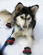 I really thing that dogs are the man best friend, because they are always . (tbone snow dogs)