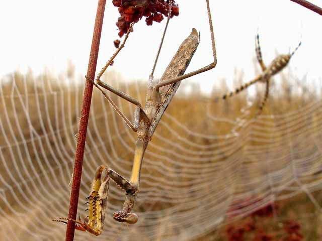 A battle between a spider and a mantis, animal fights, animal battle