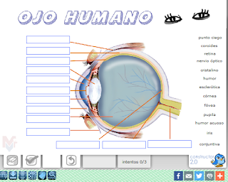 https://constructor.educarex.es/constructor/constructor/workspaces/2113/documentos/17338/index_web.php?id_usuario=2113&id_ode=17338&titulo_ode=Ojo%20humano#.VstpBOby16I