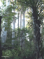 Manginangina Reserve of Kauri trees, North Island, New Zealand