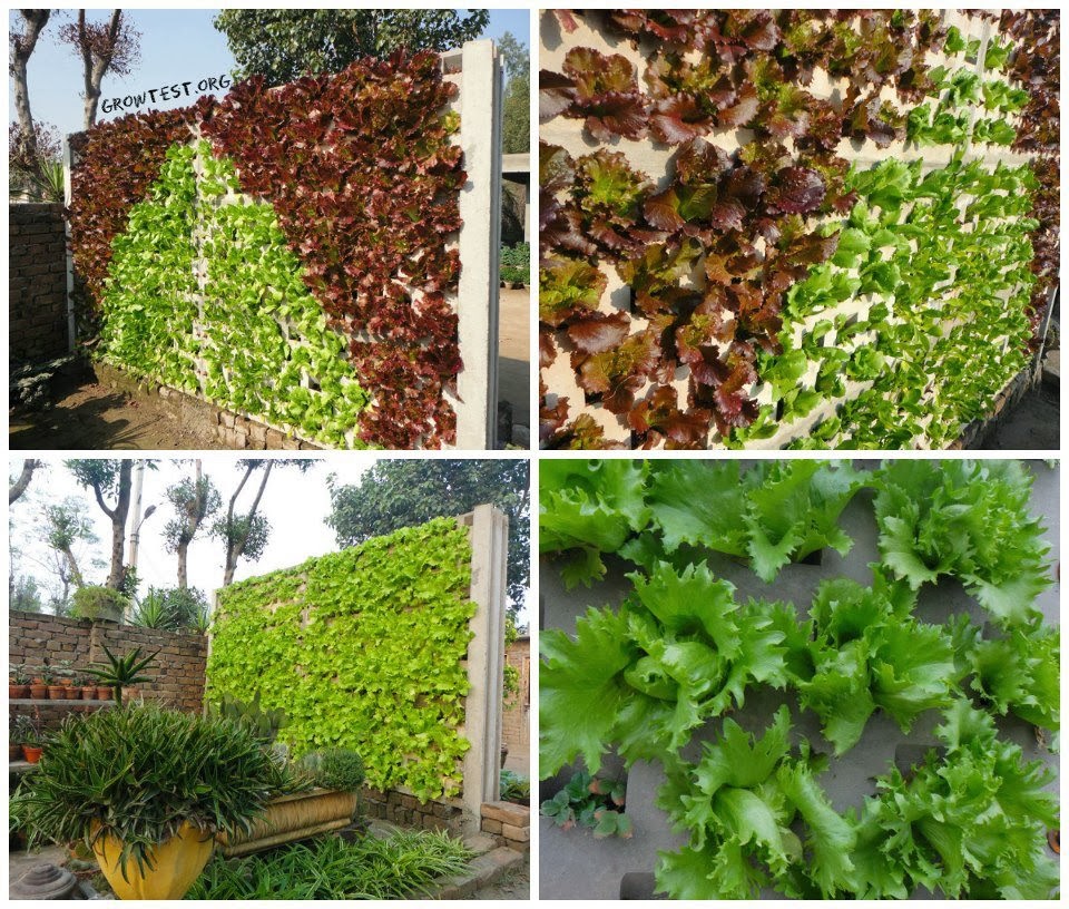 Membuat Vertical Garden Solusi Asri Untuk Rumah Minimalis