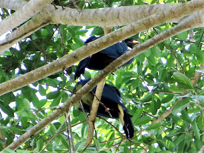 The Great Blue Turacos, some of Uganda's elegant bird species