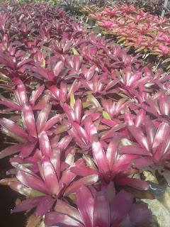 Jual Pohon Bromelia Murah, Berbagai Macam Jenis Bromelia