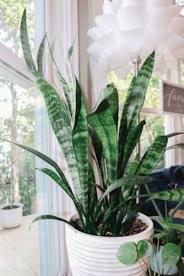 Indoor plants