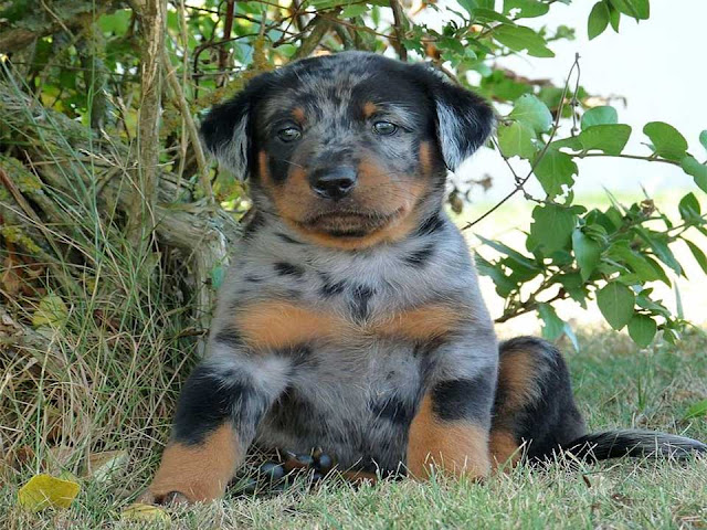 beauceron, beauceron puppies, Rescue Dogs, Herding Dog Breeds, Berger de Beauce, Sheepdog 