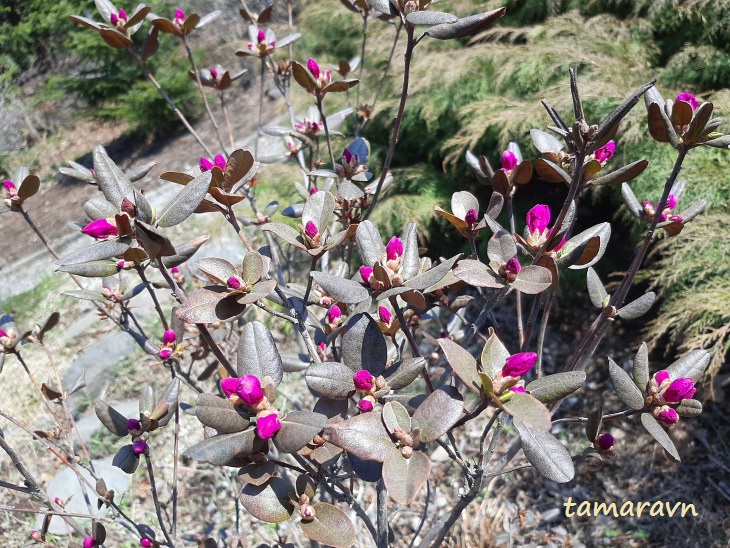 Рододендрон сихотинский (Rhododendron sichotense)