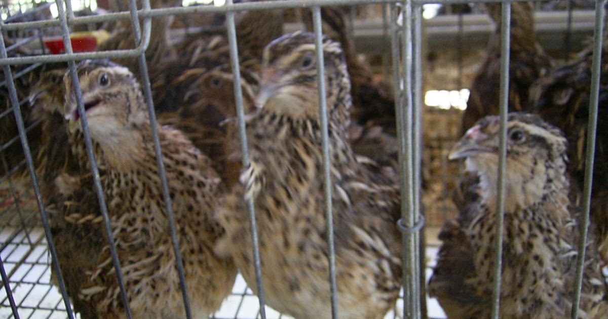 AsSakinah Agro Farm Penternakan Burung Puyuh 