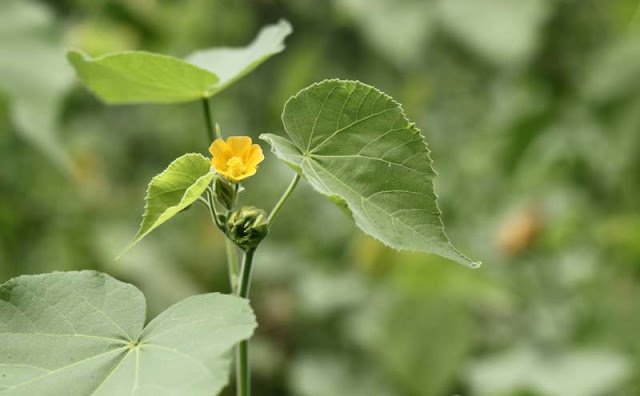 Indian Mallow Flowers