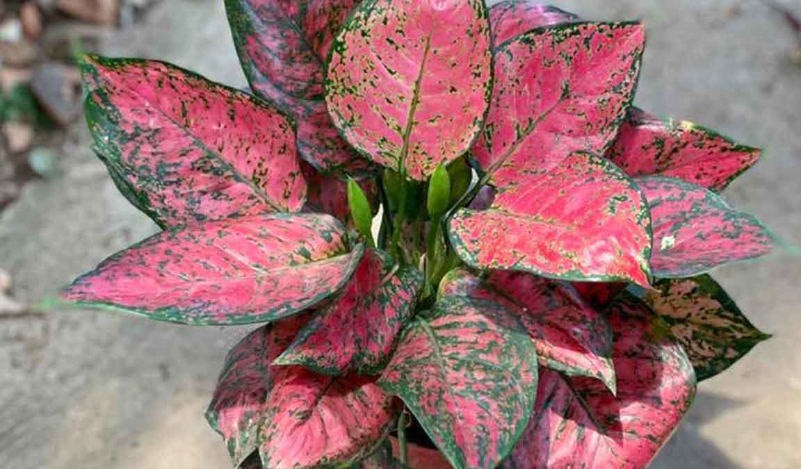 aglaonema