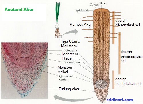  Struktur  Akar  Primer pada Tumbuhan Biologi Edukasi 