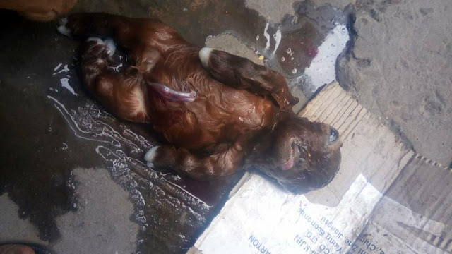 Photos:  Goat born without nose and one eye dies few days after delivery in Niger state 