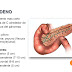 Que es el Duodeno: Sus Funciones , Relaciones, Irrigación 