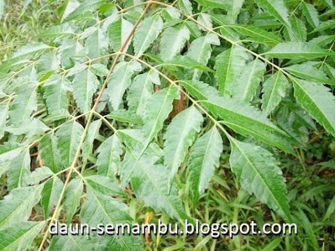 sabun dari daun semambu
