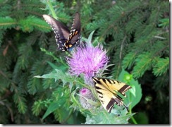 Butterflies on thistle