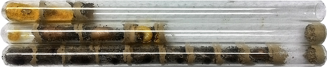 Kokony murarki ogrodowej w rurkach obserwacyjnych - praca jednej pszczoły