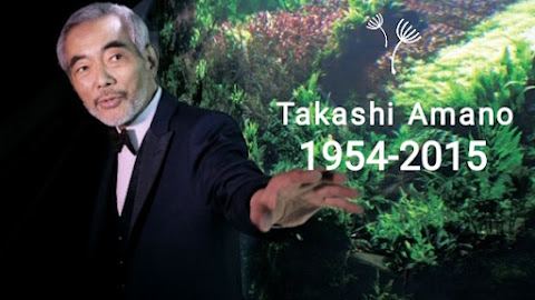 Mengenang Bapak Aquascape Dunia: Takashi Amano 1954-2015