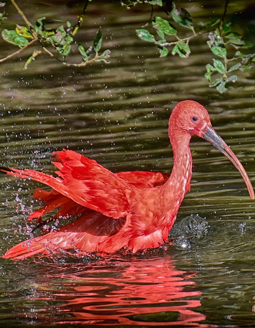 Scarlet ibis splashing water.