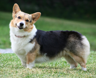 pembroke welsh corgi