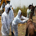 घोड़े में मिला 'बरखोडिया मेलियाइ' खतरनाक वायरस, जहर का इंजेक्शन देकर गड्ढे में दफनाया