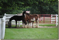 St. Louis trip, June 25-27--Grant's Farm clydesdales