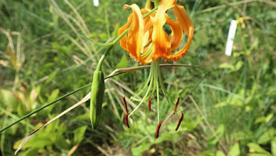 Лилия Росторна (Lilium rosthornii)