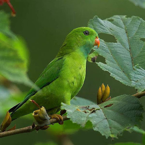 vernal hanging parrot (Loriculus vernalis)