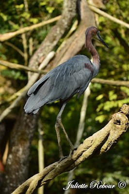 Ibis, Bioparc Doué-la-Fontaine