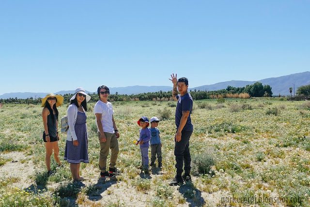 anza-borrego state park, desert, super bloom, desert bloom, san diego