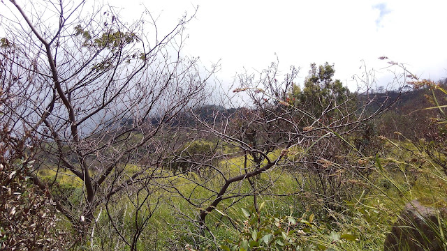 Sepanjang jalan Pos 3 - 4 Gunung Lawu Via Cemoro Kandang