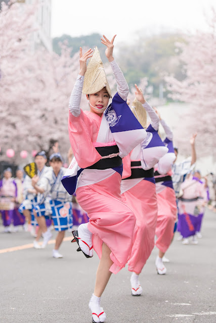 せいせき桜まつり、満開の桜の下で踊るひょっとこ連の女踊りの写真