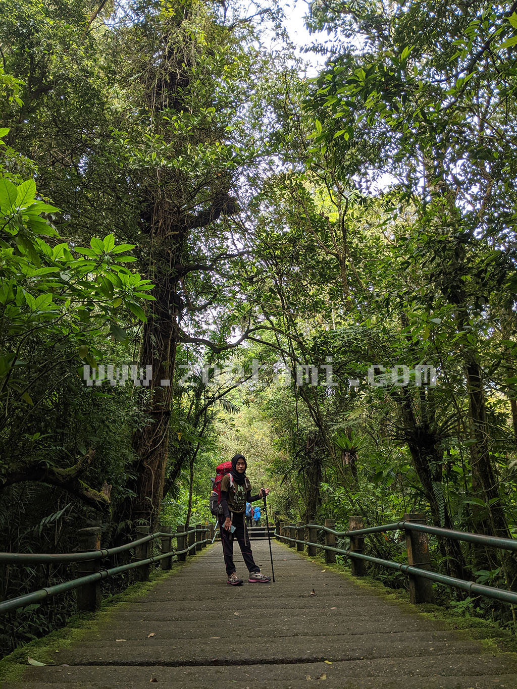 Jembatan Rawa Panyangcangan Gunung Gede Pangrango