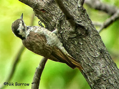 Stierling´s Woodpecker