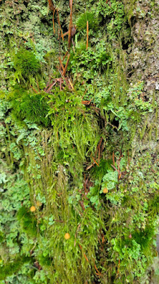 Closeup photo of a variety of mosses clinging to a deeply furrowed tree trunk, reddish pine needles clinging to them.