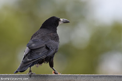 Graula (Corvus frugilegus)