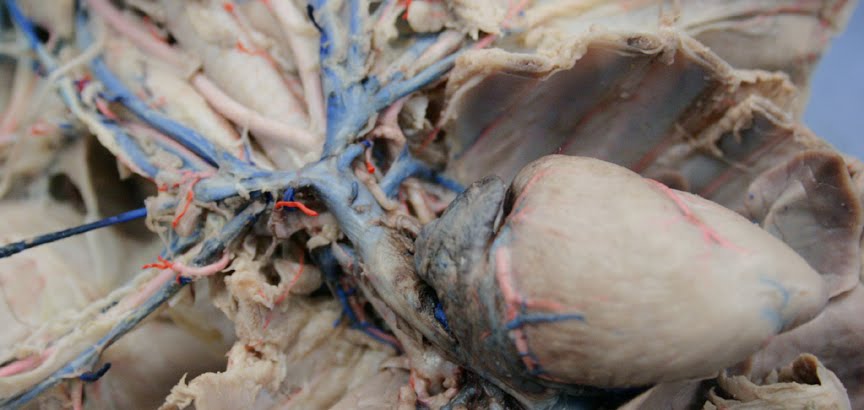 arteries and veins diagram. arteries+and+veins+diagram