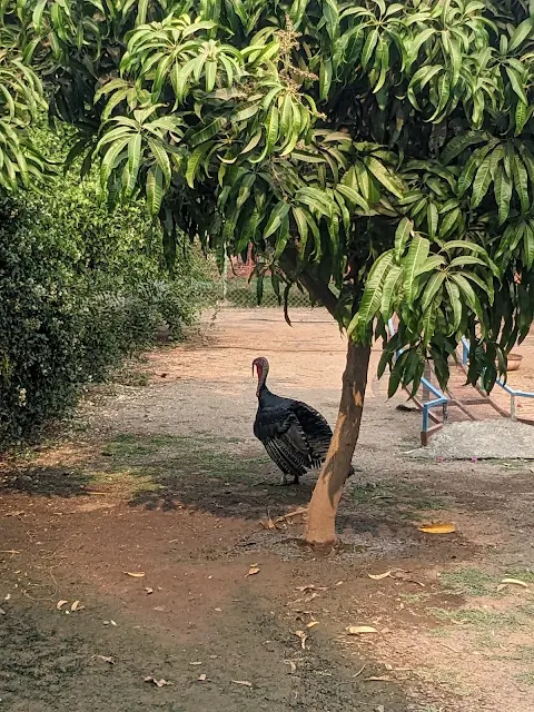 Turkey at pet zoo