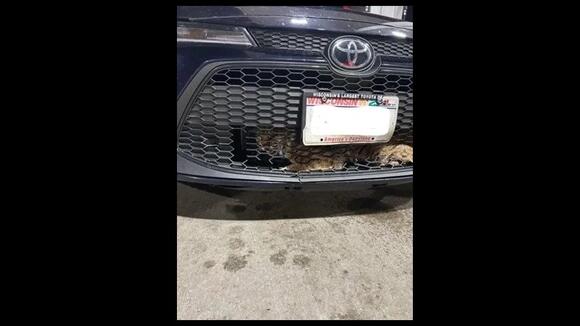 bobcat in car grill