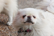 Pekingese are very brave little dogs, sensitive, independent and extremely .