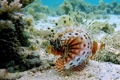 Zebra turkeyfish - Zebra lionfish - Dendrochirus zebra