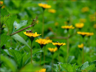 Munnar bees