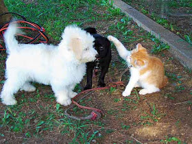 cat,dogs,Wordless-Wednesday, Okinawa