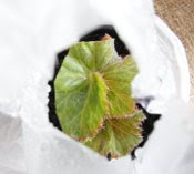 begonia cutting seen through hole in freezer bag