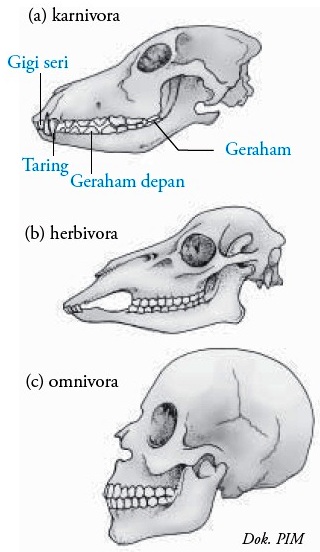 Inspirasi Baru 43+ Gambar Susunan Gigi Hewan Omnivora